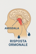 Amigdala – risposta ormonale