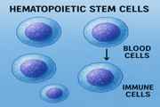 cellule-staminali-ematopoietiche