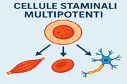 cellule staminali multipotenti